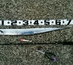 久々にホームへ。渋い状況ながら1匹ゲット！